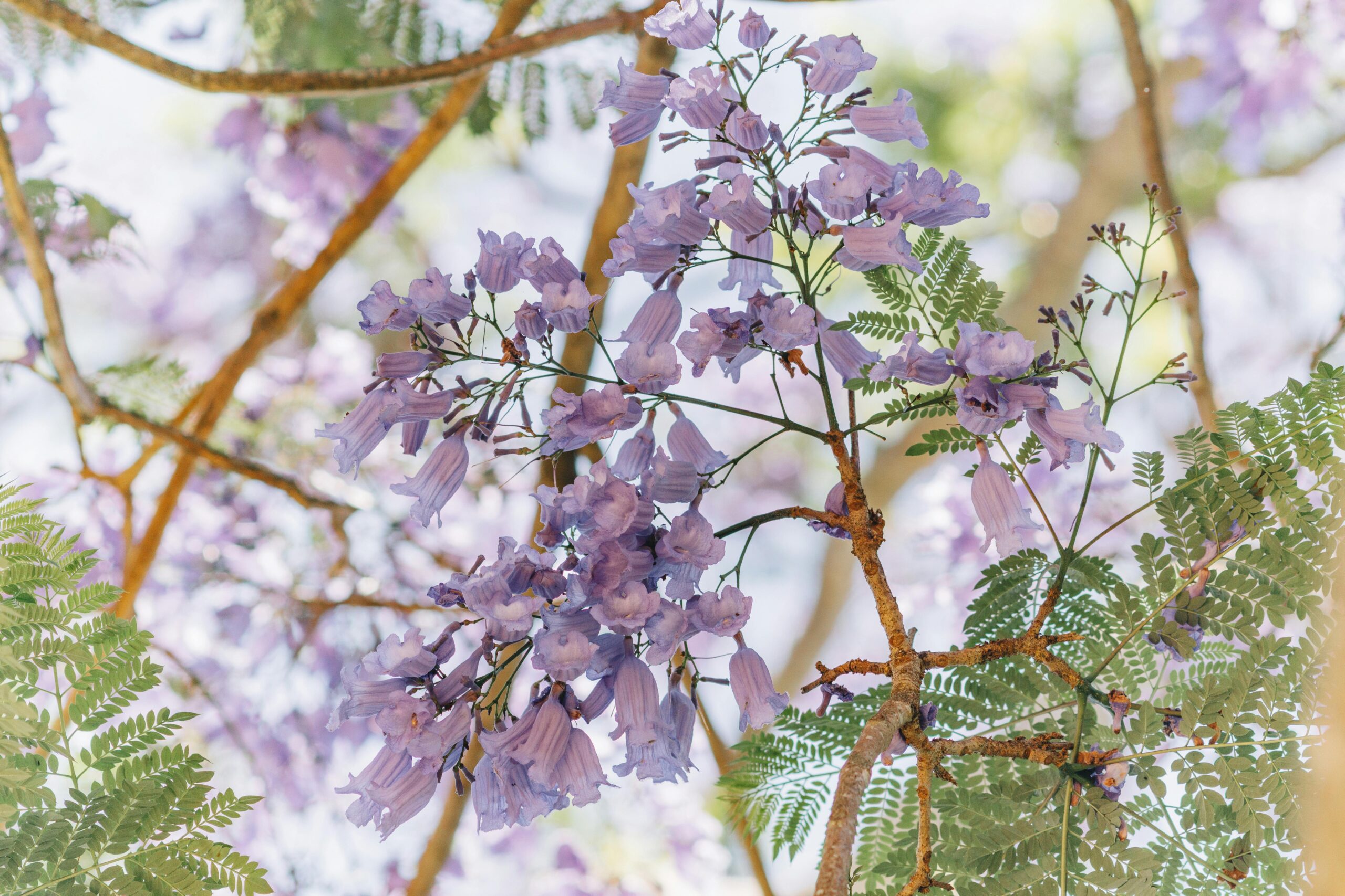 Beautiful purple Jacaranda flowers blooming outdoors with green leaves in spring.